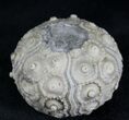 Jurassic Fossil Urchin (Paracidaris) - France #24768-2